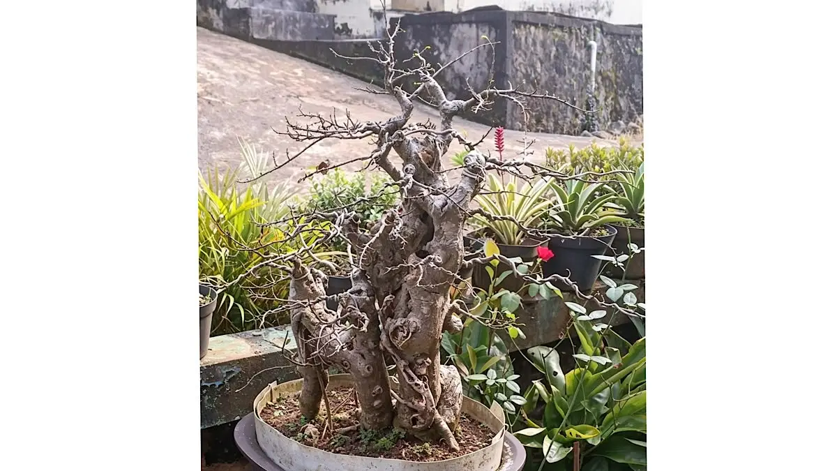 Teknik Efektif Memperkecil Daun Bonsai Serut Melalui Pruning di Blitar