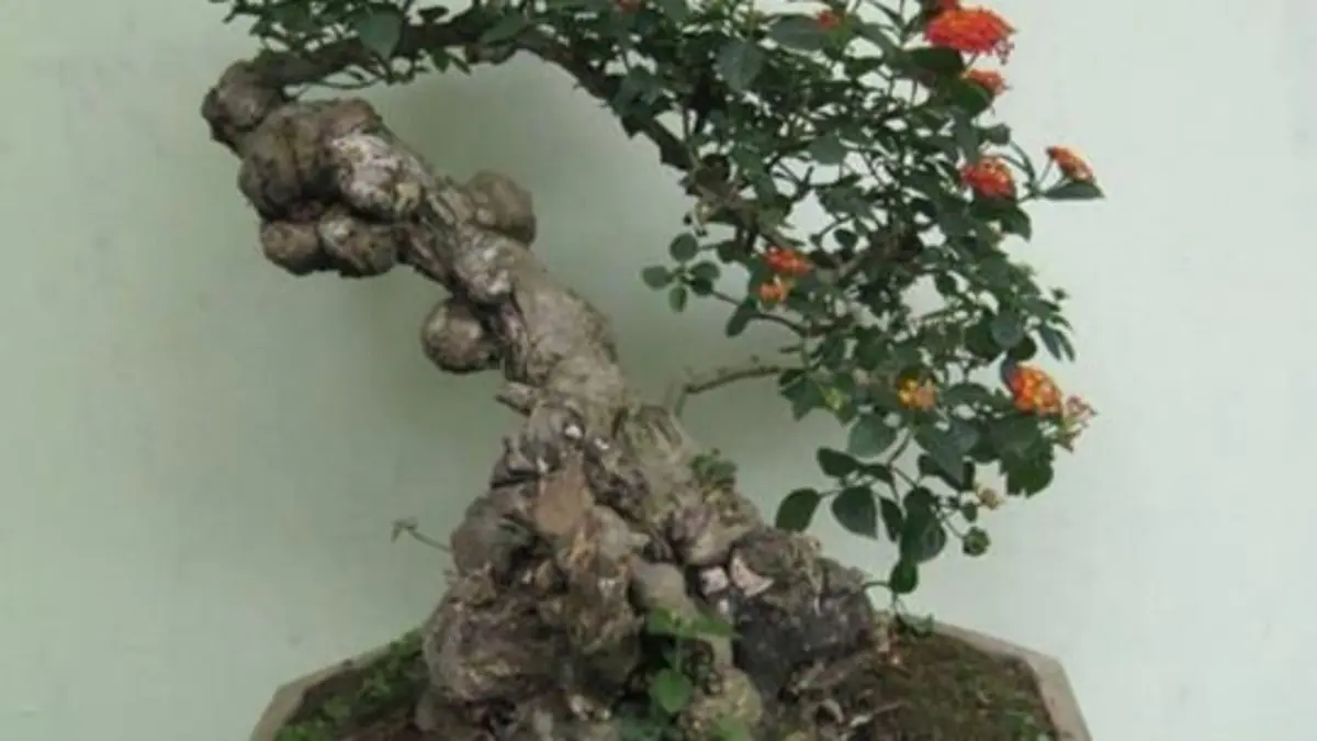 Teknik Pembentukan Bonsai Sianci: Cara Menciptakan Keindahan yang Seimbang