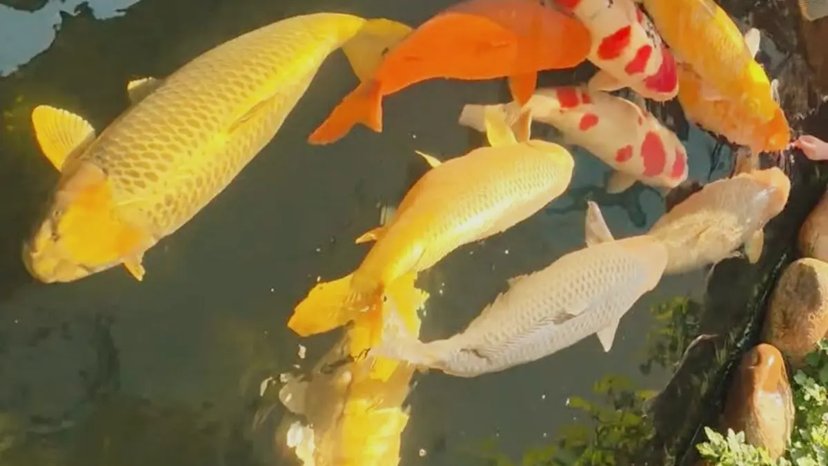 Temukan Ikan Koi Jumbo yang Menawan untuk Kolam Filter Anda di Blitar