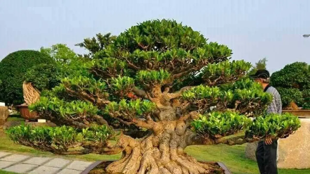 Temukan Keindahan Bonsai di Lapak Mas Purno, Desa Jajan Cilik - Dari Klampis hingga Loa Jumbo
