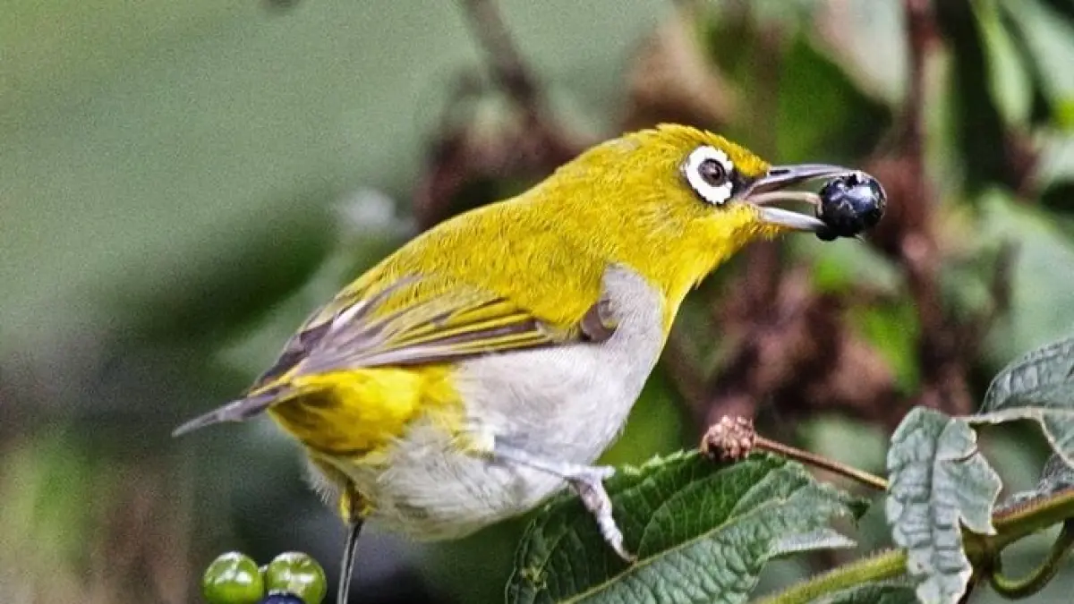 Toko Burung Baru di Sidoarjo Menawarkan Stok Melimpah, Pleci dan Jalak Suren Jadi Andalan