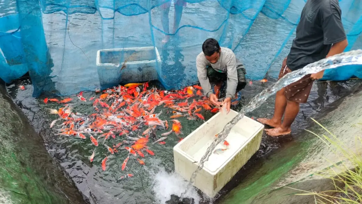 Transformasi Budidaya Ikan Probiotik: Solusi Efisiensi dan Keberlanjutan di Kabupaten Blitar