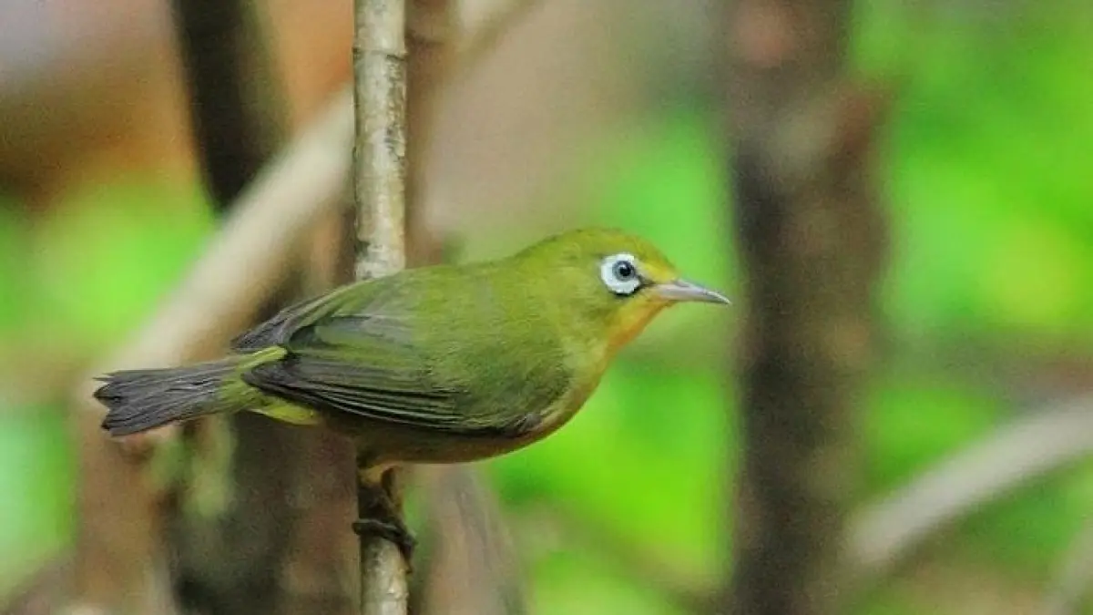 Update Harga Pleci di Blitar: Monti dan Bustomi Jadi Buruan Para Pecinta Burung