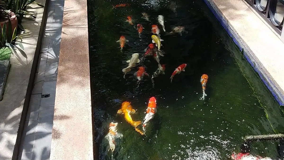 Wiguna Koi Farm: Inovasi dan Komitmen dalam Budi Daya Koi Berstandar Jepang di Bali